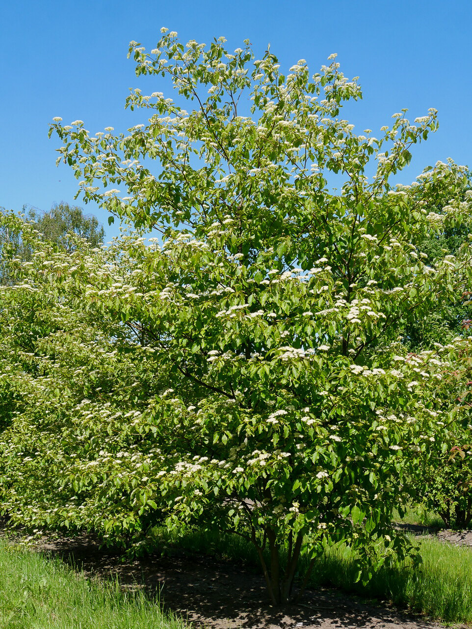 cornus-alternifolia-pagoda-dogwood-pepinierele-van-den-berk
